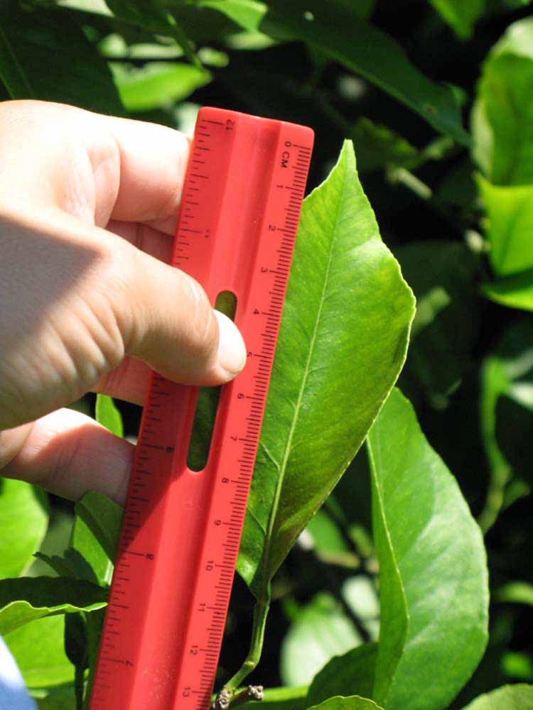              Unifoliolate leaf (Winter Haven, FL)       